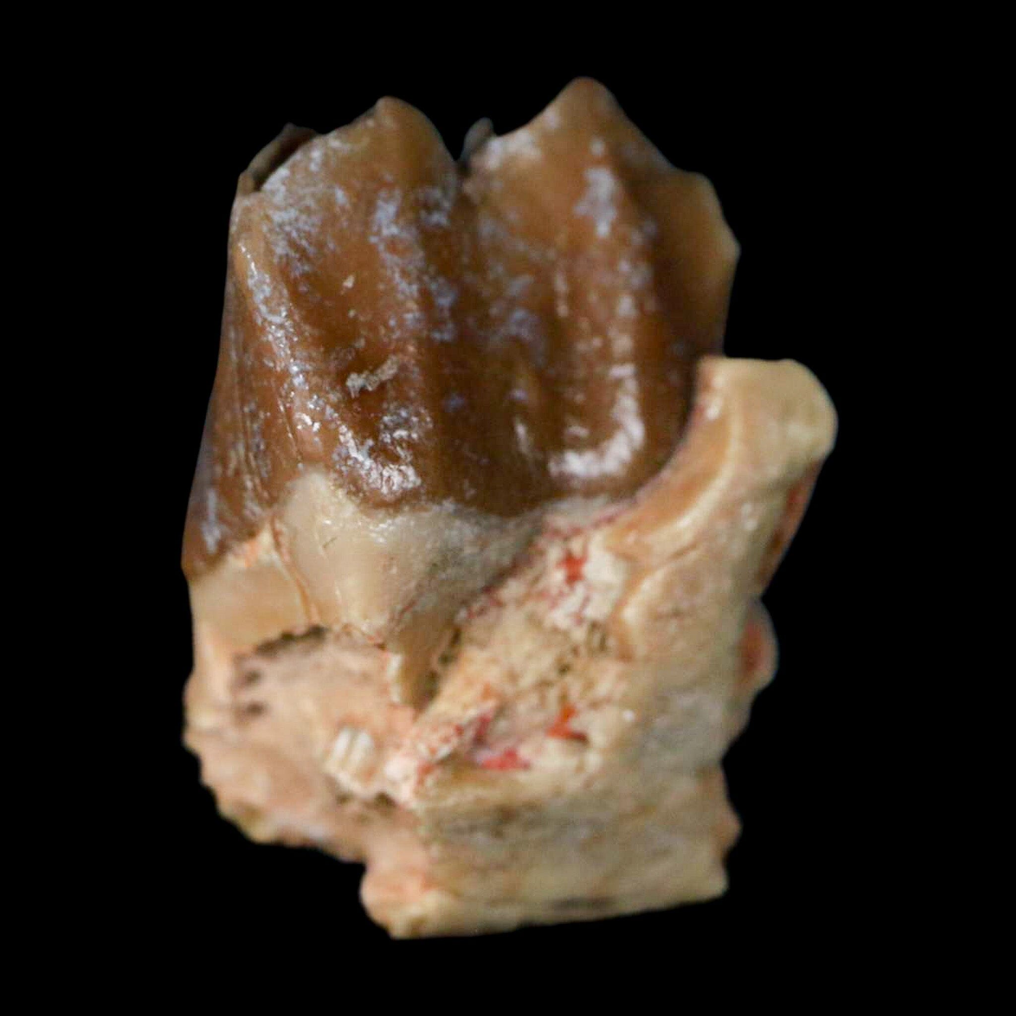 0.9" Poebrotherium Wilsoni Fossil Jaw Teeth Primitive Camel SD Badlands COA Display - Fossil Age Minerals