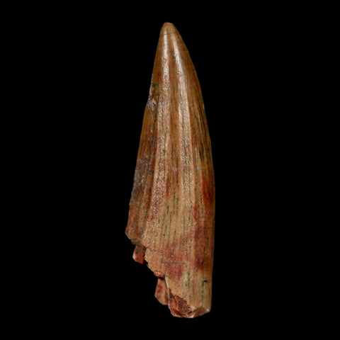 1.5" Suchomimus Fossil Tooth Cretaceous Spinosaurid Dinosaur Elraz FM Niger COA - Fossil Age Minerals