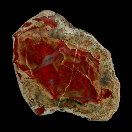 3.4" Dinosaur Coprolite Fossil Polished Slab Specimen Poop Dung Harry Mountain Utah