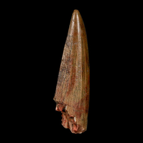 1.5" Suchomimus Fossil Tooth Cretaceous Spinosaurid Dinosaur Elraz FM Niger COA - Fossil Age Minerals