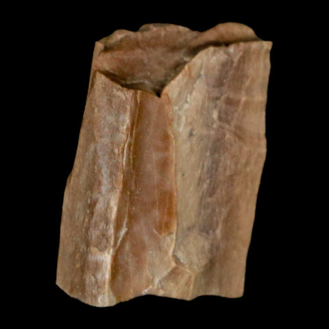 0.9" Tyrannosaurus Rex Fossil Bone Dinosaur Lance Creek Formation Wyoming COA - Fossil Age Minerals