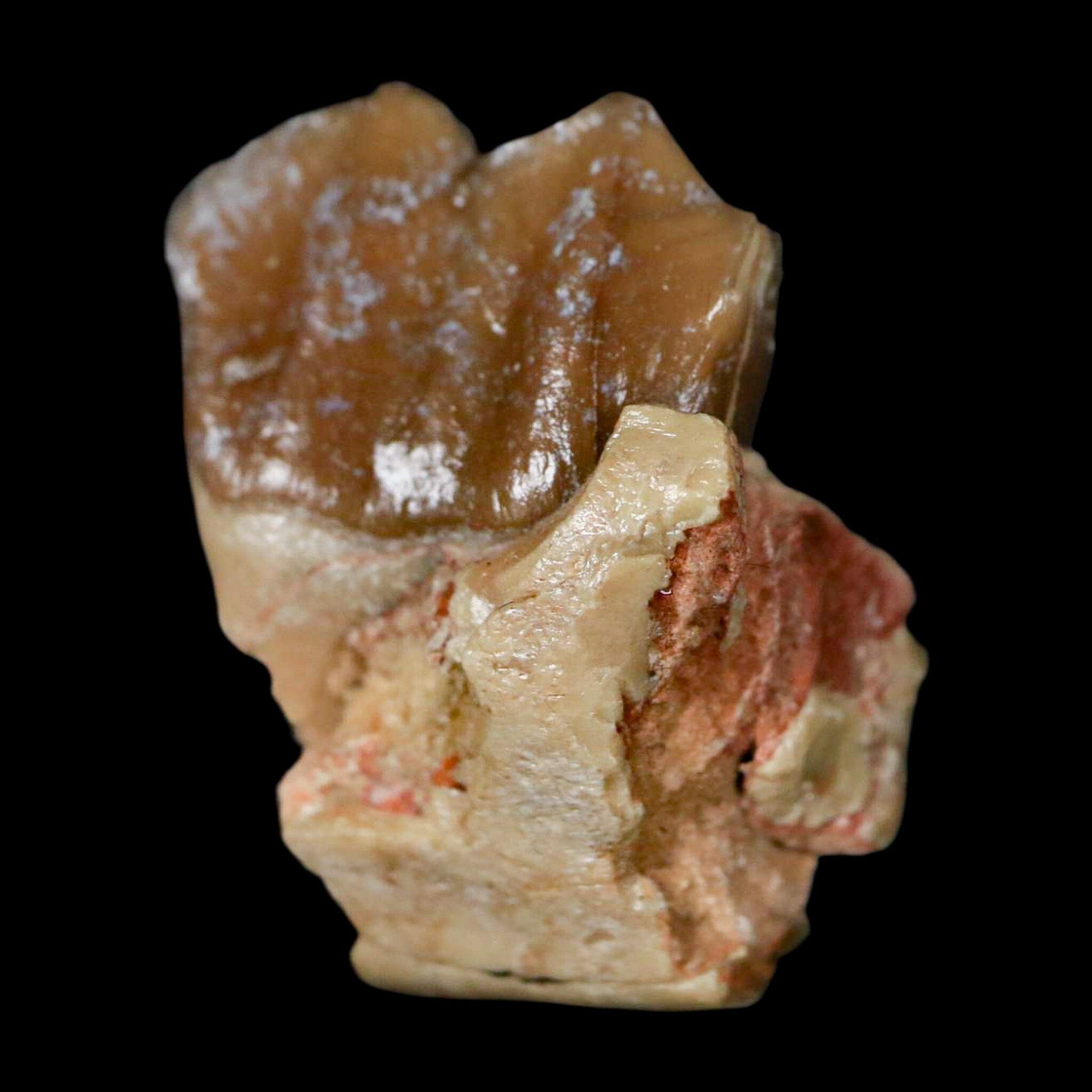 0.9" Poebrotherium Wilsoni Fossil Jaw Teeth Primitive Camel SD Badlands COA Display - Fossil Age Minerals