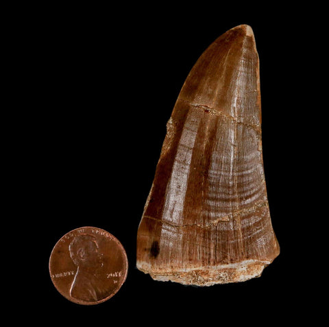 XL 2.4" Tylosaurus Mosasaur Fossil Tooth Cretaceous Dinosaur Era COA, Stand