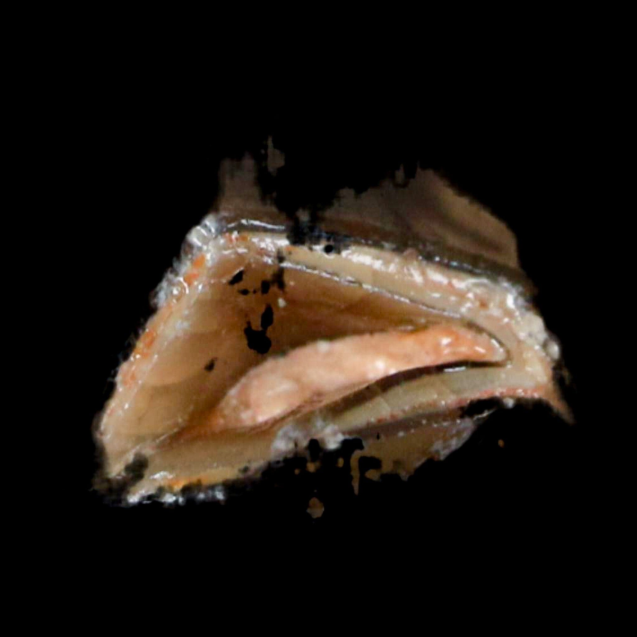 0.9" Poebrotherium Wilsoni Fossil Jaw Teeth Primitive Camel SD Badlands COA Display - Fossil Age Minerals