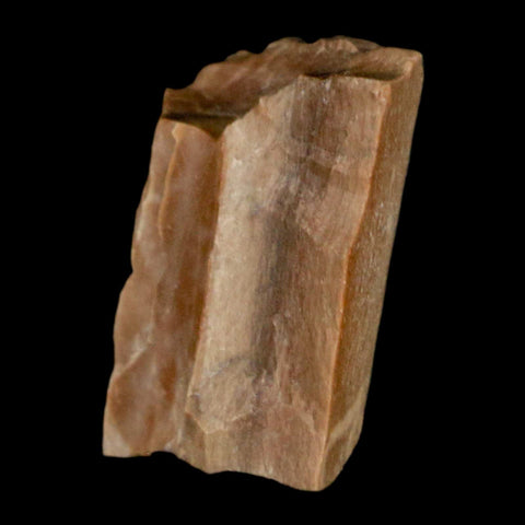 0.9" Tyrannosaurus Rex Fossil Bone Dinosaur Lance Creek Formation Wyoming COA - Fossil Age Minerals