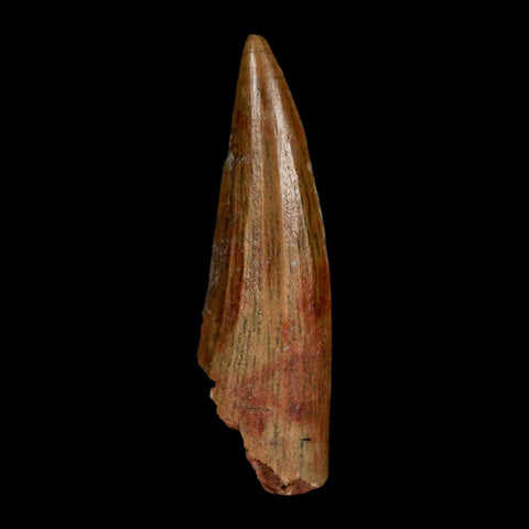 1.5" Suchomimus Fossil Tooth Cretaceous Spinosaurid Dinosaur Elraz FM Niger COA - Fossil Age Minerals
