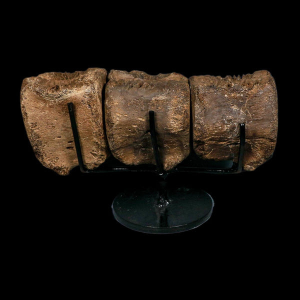 3 Brachylophosaurus Fossil Vertebrae's Cretaceous Dinosaur Judith River FM MT COA