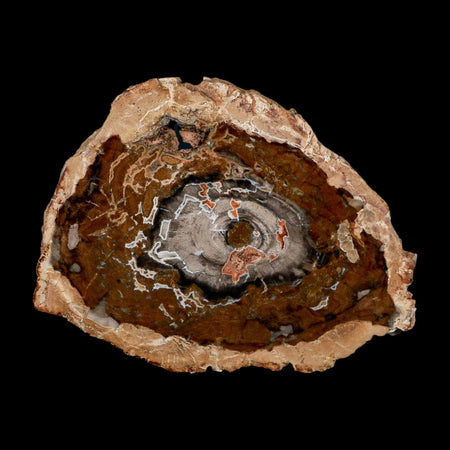 5.1" Fossilized Polished Petrified Wood Branch Madagascar 66-225 Million Yrs Old