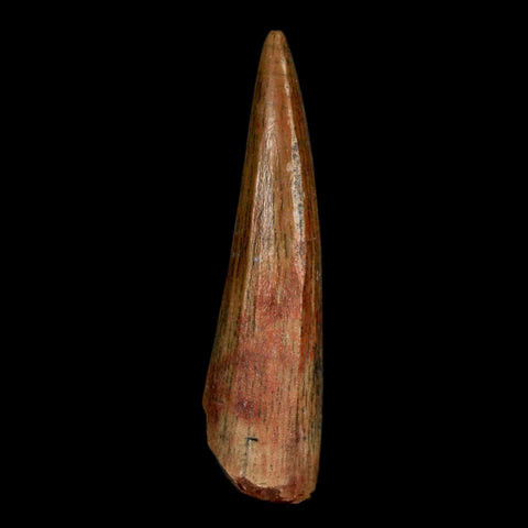1.5" Suchomimus Fossil Tooth Cretaceous Spinosaurid Dinosaur Elraz FM Niger COA - Fossil Age Minerals