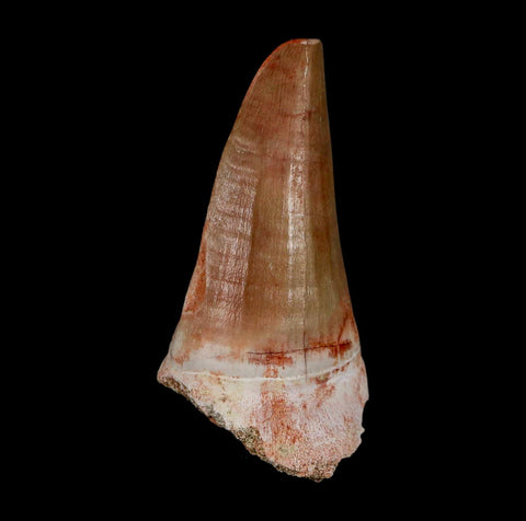 XL 2.5" Tylosaurus Mosasaur Fossil Tooth Cretaceous Dinosaur Era COA, Stand