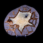 6.5" Septarian Dragon Stone Polished Slice Mineral Specimen Utah Stand