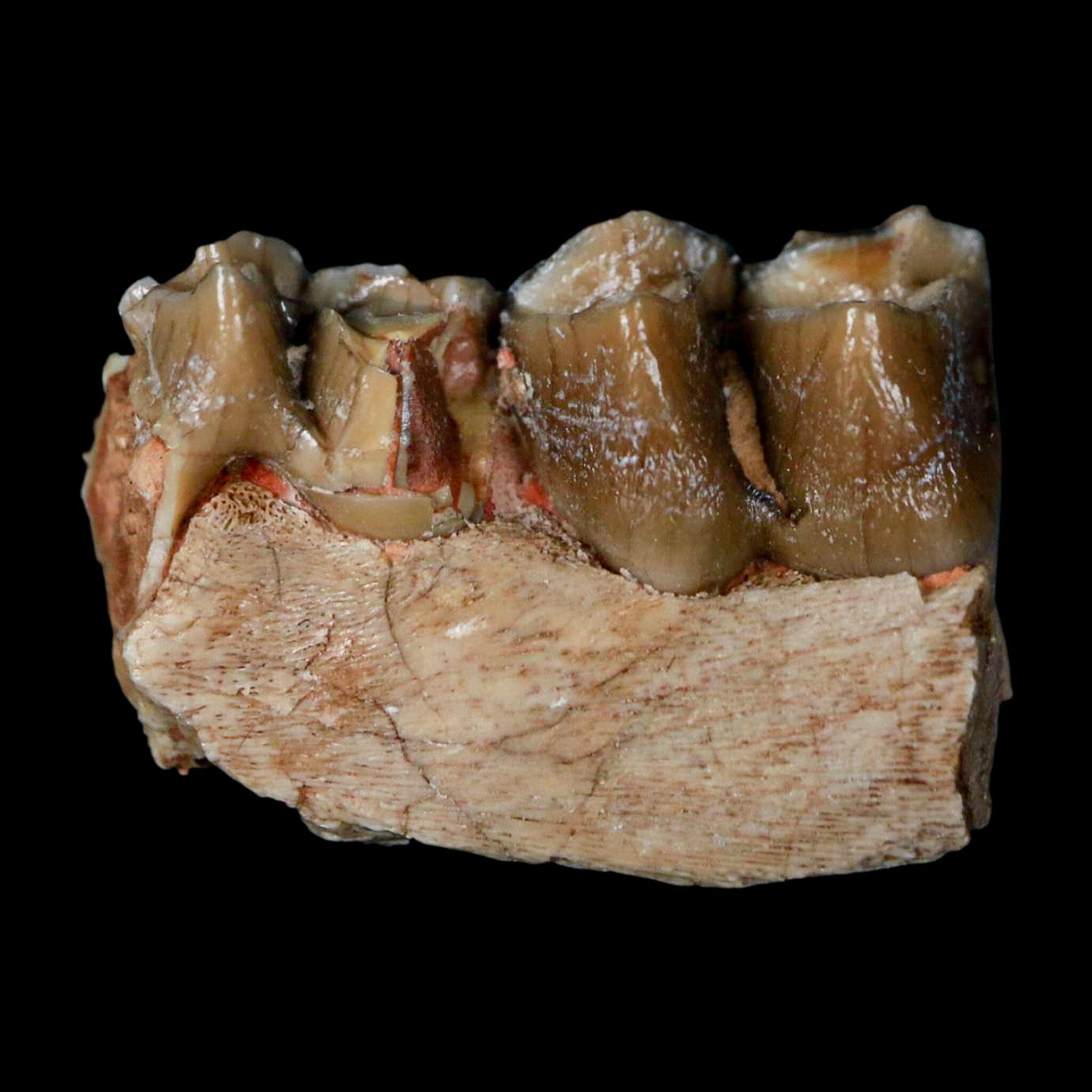 0.8" Poebrotherium Wilsoni Fossil Jaw Teeth Primitive Camel SD Badlands COA Display - Fossil Age Minerals