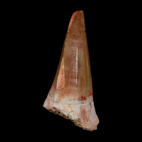 XL 2.5" Tylosaurus Mosasaur Fossil Tooth Cretaceous Dinosaur Era COA, Stand