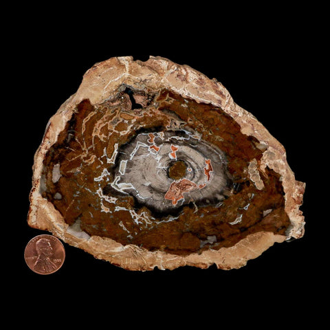 5.1" Fossilized Polished Petrified Wood Branch Madagascar 66-225 Million Yrs Old - Fossil Age Minerals