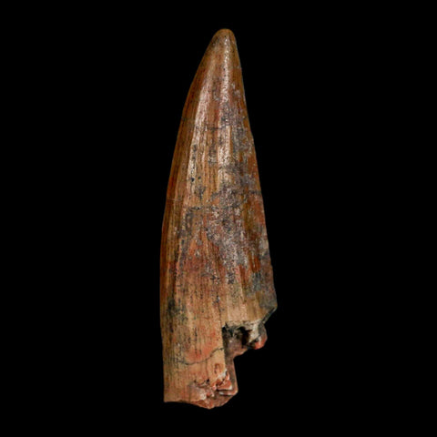 1.5" Suchomimus Fossil Tooth Cretaceous Spinosaurid Dinosaur Elraz FM Niger COA - Fossil Age Minerals