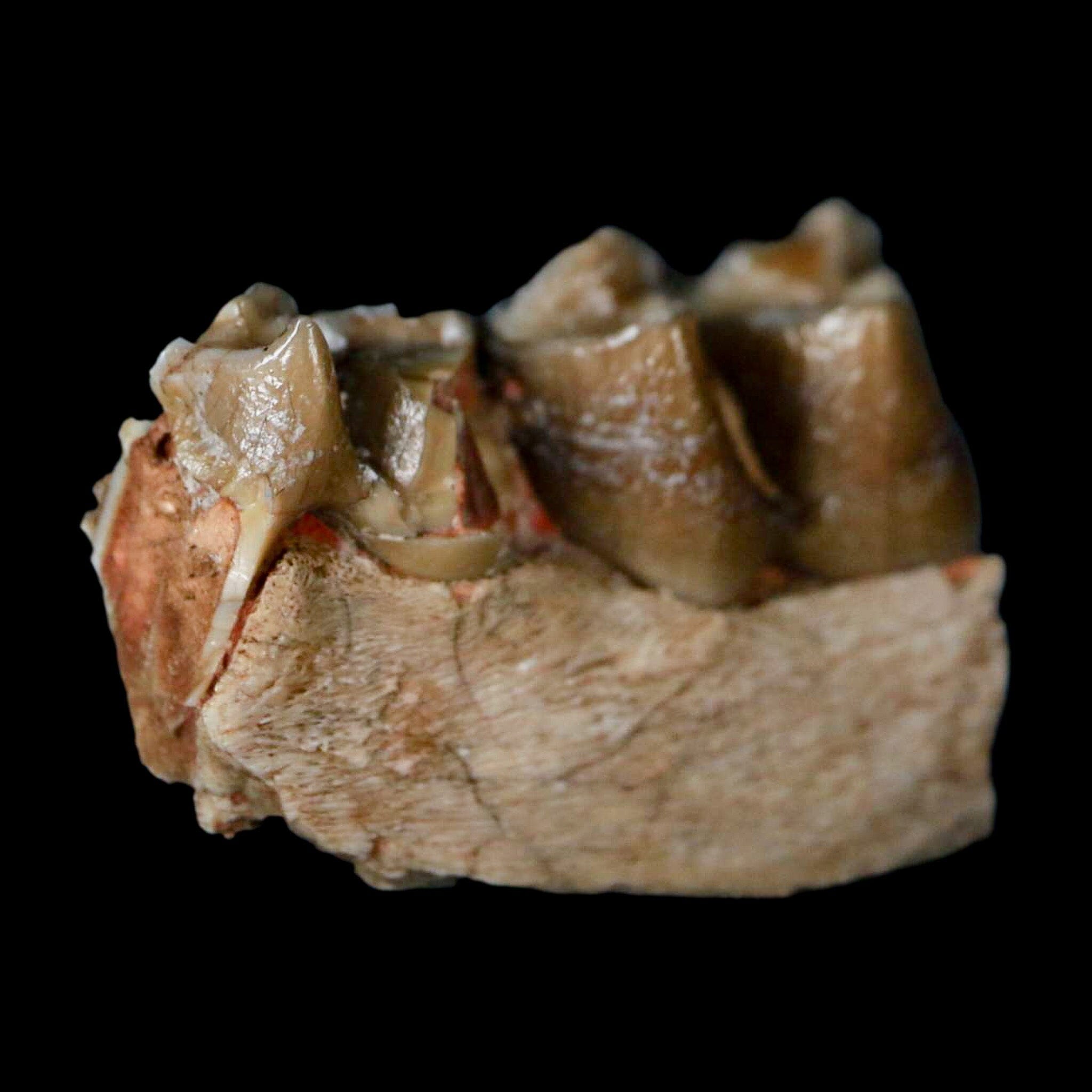 0.8" Poebrotherium Wilsoni Fossil Jaw Teeth Primitive Camel SD Badlands COA Display - Fossil Age Minerals