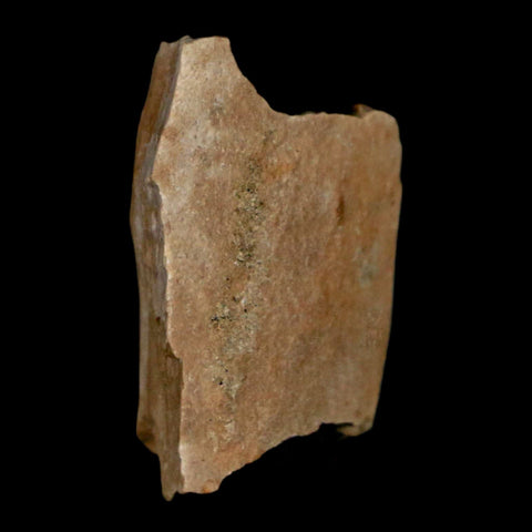 1" Tyrannosaurus Rex Fossil Bone Dinosaur Lance Creek Formation Wyoming COA - Fossil Age Minerals