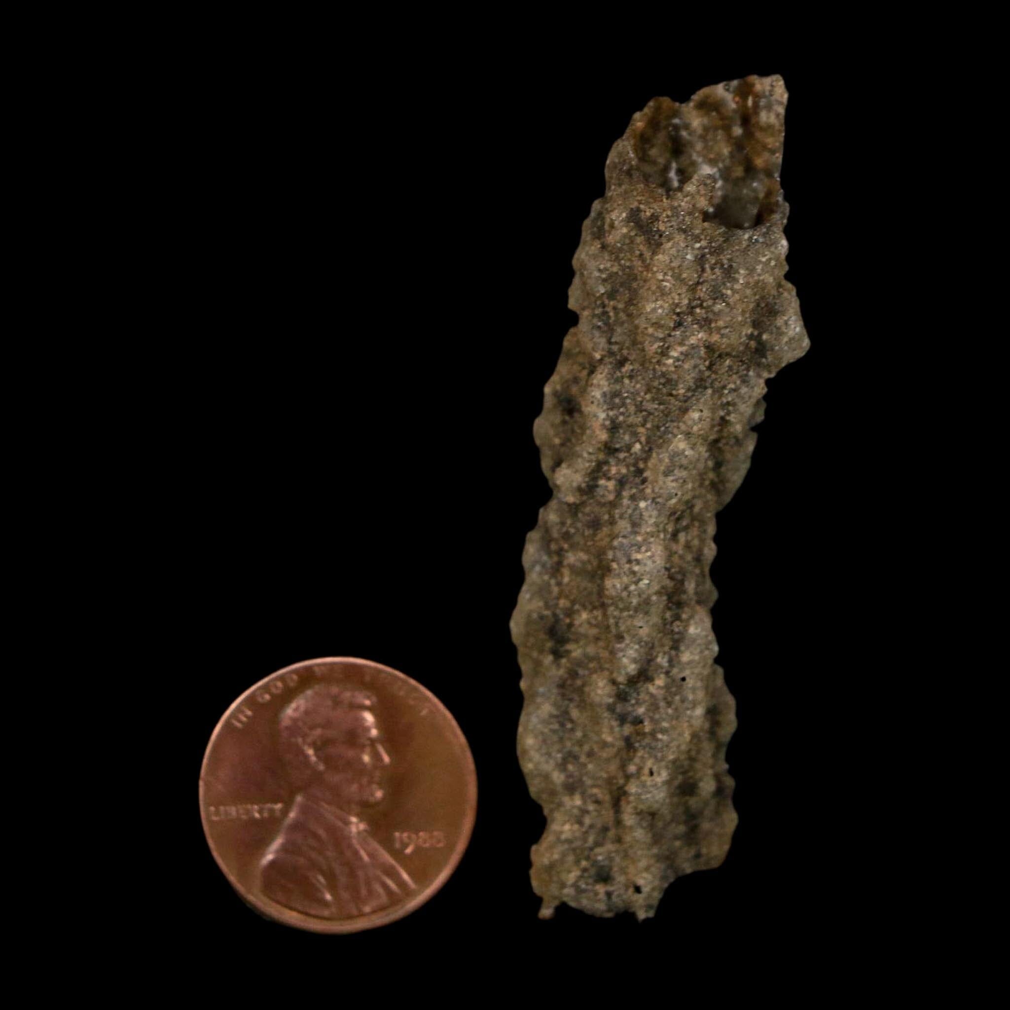 2.3" Fulgurite Petrified Lightning Strike Glass Sahara Desert Algeria - Fossil Age Minerals