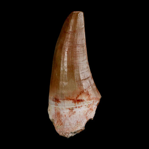 XL 2.5" Tylosaurus Mosasaur Fossil Tooth Cretaceous Dinosaur Era COA, Stand