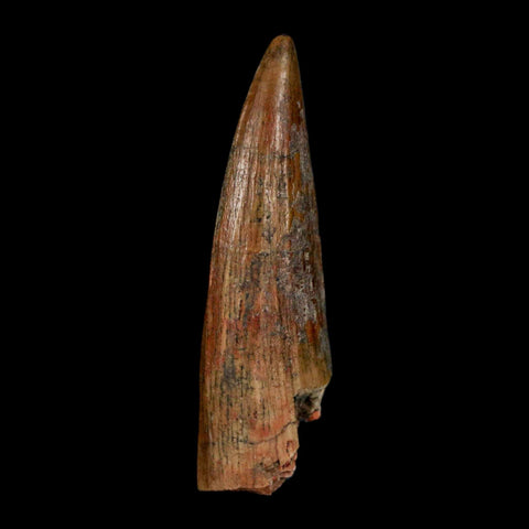1.5" Suchomimus Fossil Tooth Cretaceous Spinosaurid Dinosaur Elraz FM Niger COA - Fossil Age Minerals
