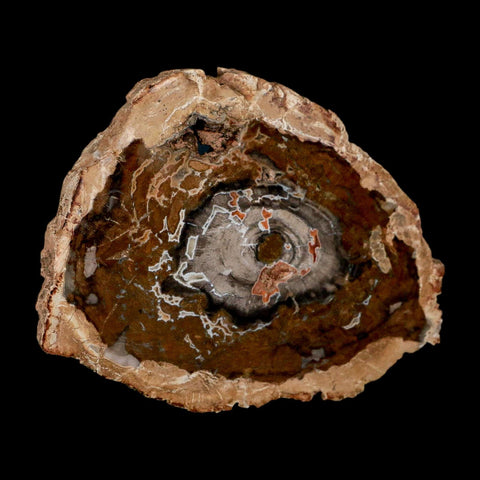 5.1" Fossilized Polished Petrified Wood Branch Madagascar 66-225 Million Yrs Old - Fossil Age Minerals