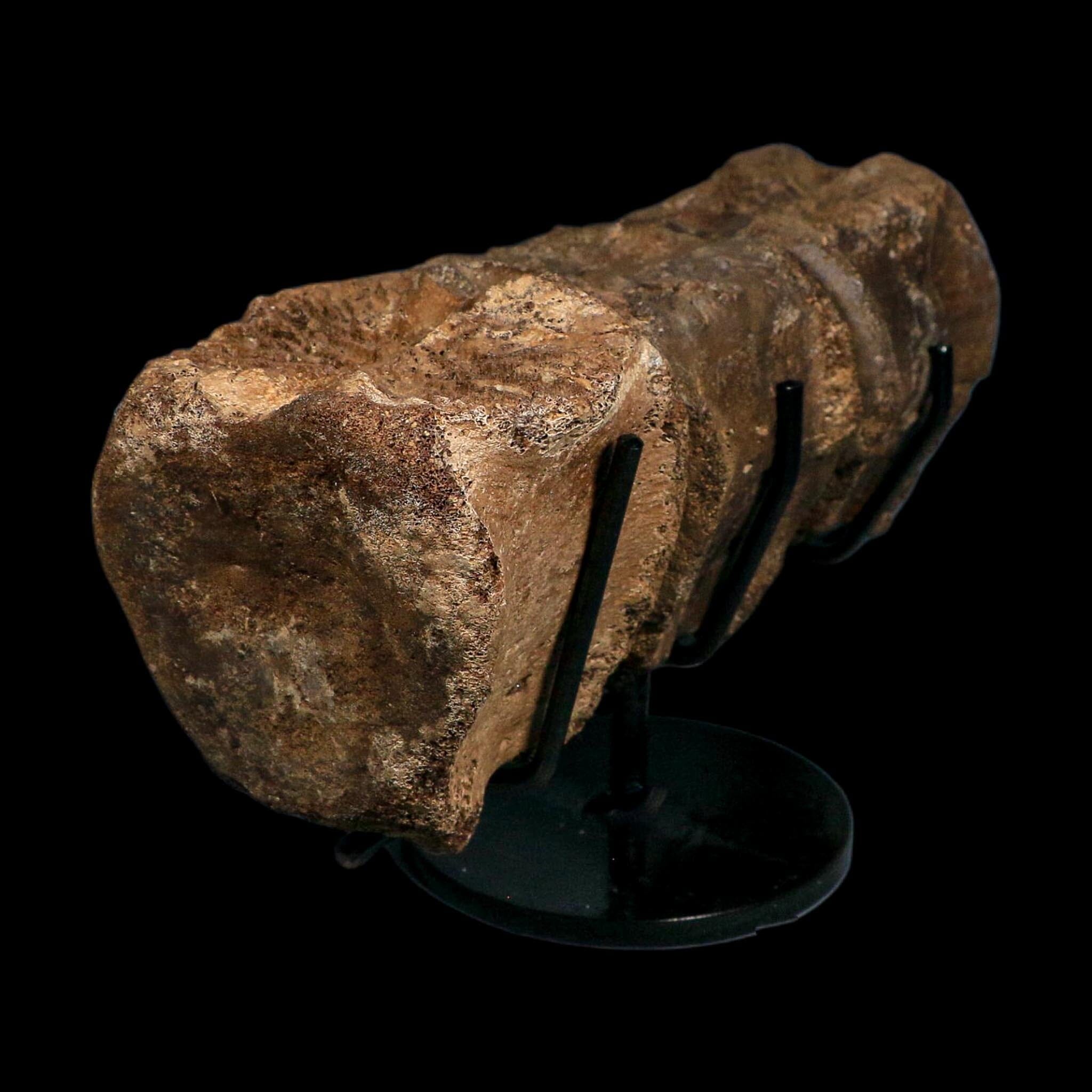 3 Brachylophosaurus Fossil Vertebrae's Cretaceous Dinosaur Judith River FM MT COA