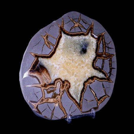 6.5" Septarian Dragon Stone Polished Slice Mineral Specimen Utah Stand
