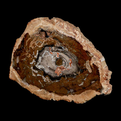 5.1" Fossilized Polished Petrified Wood Branch Madagascar 66-225 Million Yrs Old - Fossil Age Minerals