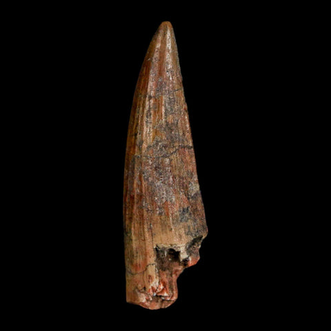 1.5" Suchomimus Fossil Tooth Cretaceous Spinosaurid Dinosaur Elraz FM Niger COA - Fossil Age Minerals