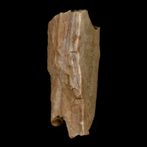 1" Tyrannosaurus Rex Fossil Bone Dinosaur Lance Creek Formation Wyoming COA - Fossil Age Minerals