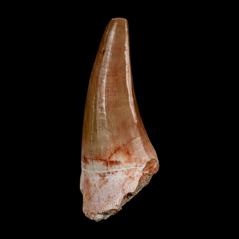 XL 2.5" Tylosaurus Mosasaur Fossil Tooth Cretaceous Dinosaur Era COA, Stand