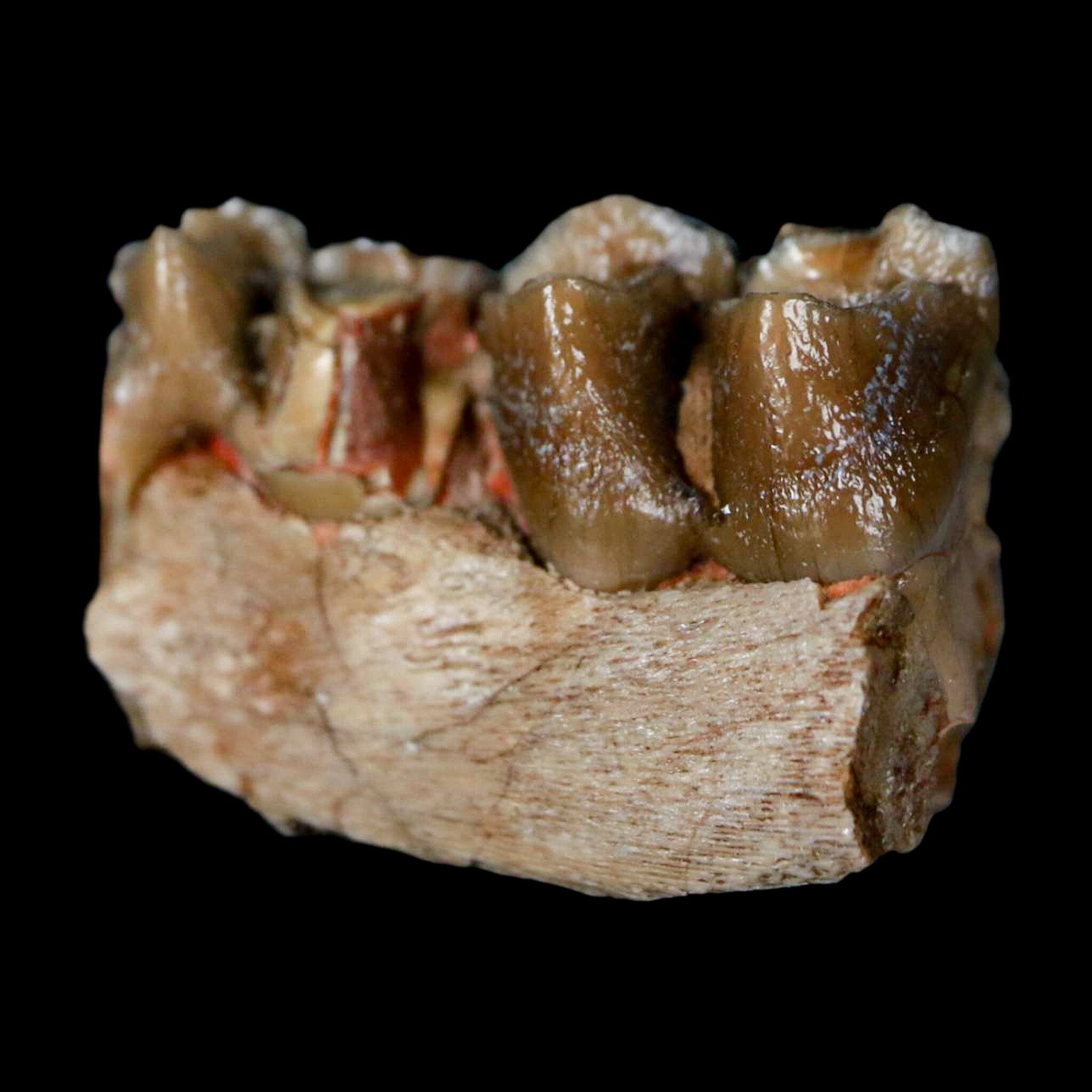 0.8" Poebrotherium Wilsoni Fossil Jaw Teeth Primitive Camel SD Badlands COA Display - Fossil Age Minerals