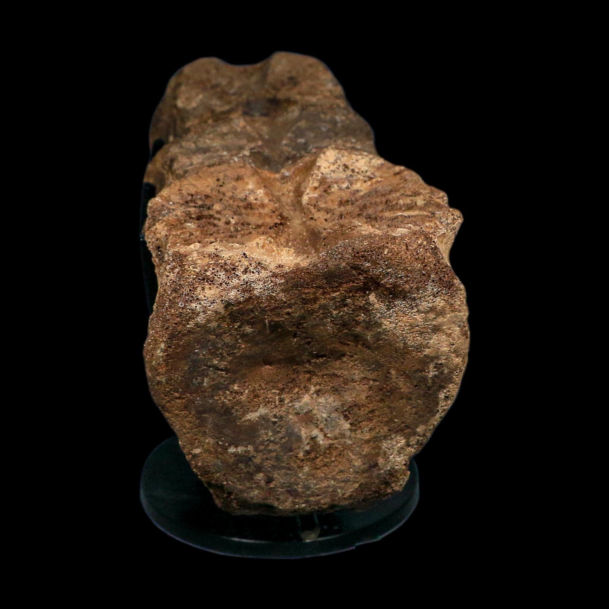 3 Brachylophosaurus Fossil Vertebrae's Cretaceous Dinosaur Judith River FM MT COA