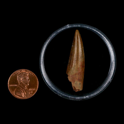 1.5" Suchomimus Fossil Tooth Cretaceous Spinosaurid Dinosaur Elraz FM Niger COA - Fossil Age Minerals