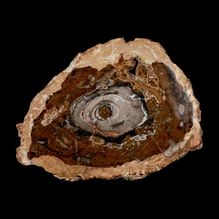 5.1" Fossilized Polished Petrified Wood Branch Madagascar 66-225 Million Yrs Old