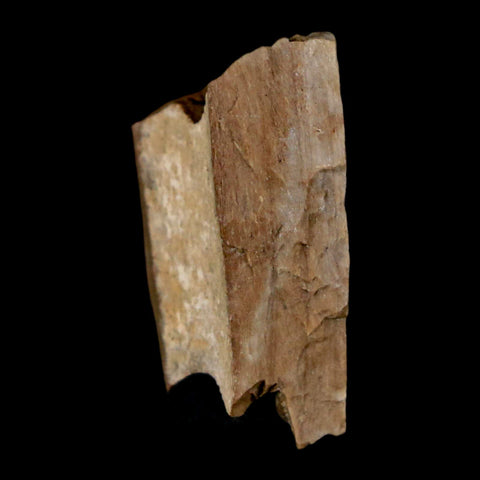 1" Tyrannosaurus Rex Fossil Bone Dinosaur Lance Creek Formation Wyoming COA - Fossil Age Minerals