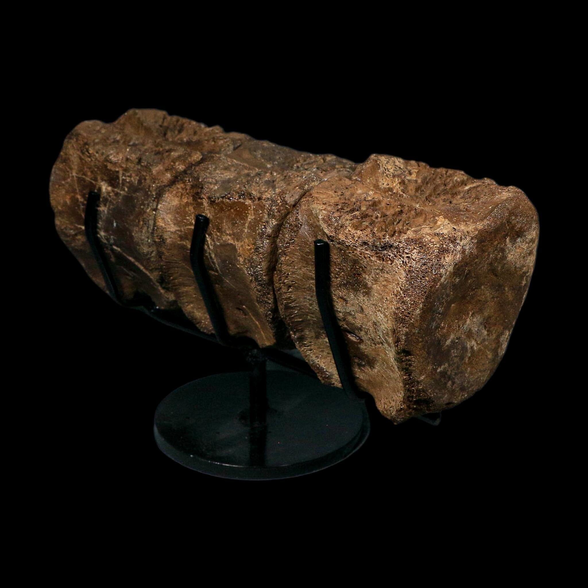 3 Brachylophosaurus Fossil Vertebrae's Cretaceous Dinosaur Judith River FM MT COA