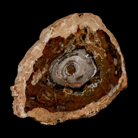 5.1" Fossilized Polished Petrified Wood Branch Madagascar 66-225 Million Yrs Old - Fossil Age Minerals