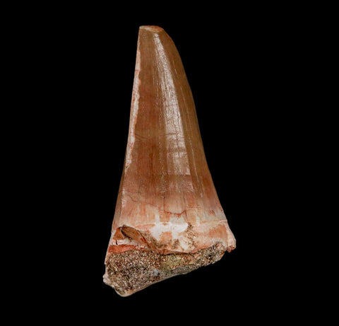 XL 2.5" Tylosaurus Mosasaur Fossil Tooth Cretaceous Dinosaur Era COA, Stand