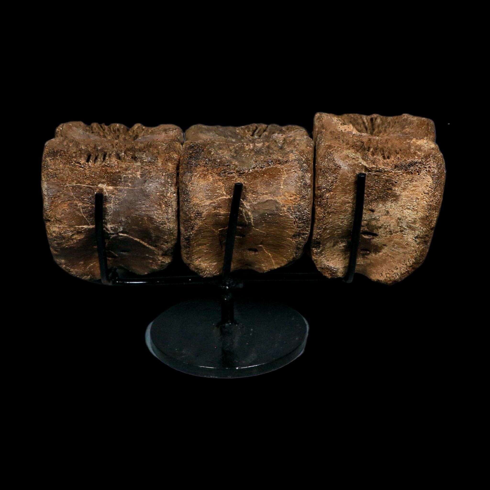 3 Brachylophosaurus Fossil Vertebrae's Cretaceous Dinosaur Judith River FM MT COA