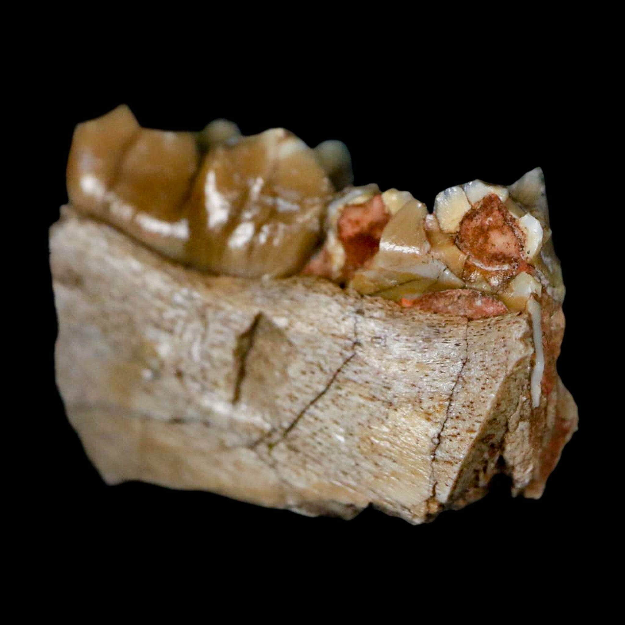 0.8" Poebrotherium Wilsoni Fossil Jaw Teeth Primitive Camel SD Badlands COA Display - Fossil Age Minerals