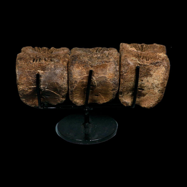 3 Brachylophosaurus Fossil Vertebrae's Cretaceous Dinosaur Judith River FM MT COA