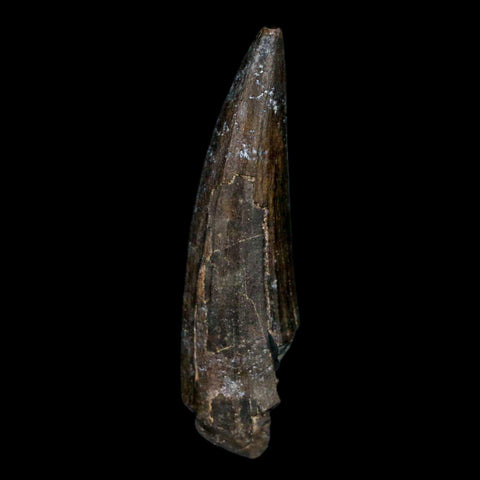 1.5" Suchomimus Fossil Tooth Cretaceous Spinosaurid Dinosaur Elraz FM Niger COA - Fossil Age Minerals