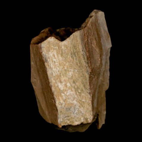 1" Tyrannosaurus Rex Fossil Bone Dinosaur Lance Creek Formation Wyoming COA - Fossil Age Minerals