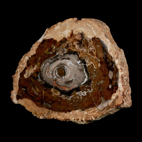 5.1" Fossilized Polished Petrified Wood Branch Madagascar 66-225 Million Yrs Old - Fossil Age Minerals