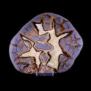 7.1" Septarian Dragon Stone Polished Slice Mineral Specimen Utah Stand