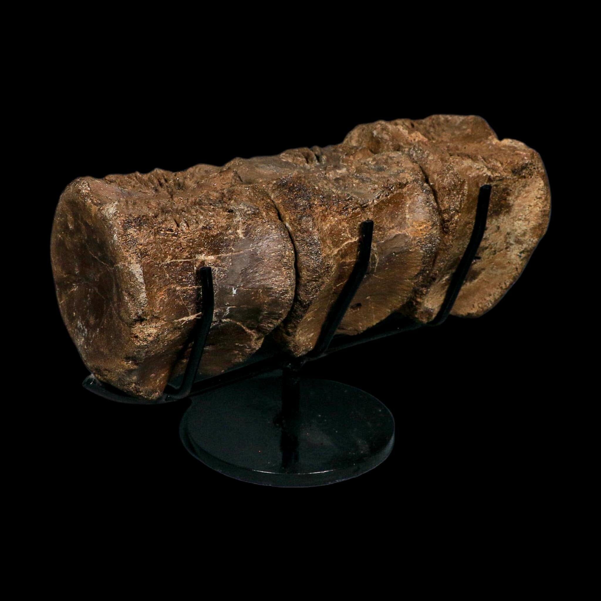 3 Brachylophosaurus Fossil Vertebrae's Cretaceous Dinosaur Judith River FM MT COA