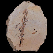 1.9" Detailed Fossil Plant Leafs Metasequoia Dawn Redwood Oligocene Age MT COA