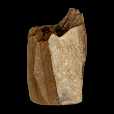 1" Tyrannosaurus Rex Fossil Bone Dinosaur Lance Creek Formation Wyoming COA - Fossil Age Minerals