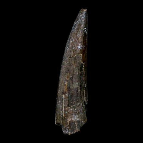 1.5" Suchomimus Fossil Tooth Cretaceous Spinosaurid Dinosaur Elraz FM Niger COA - Fossil Age Minerals